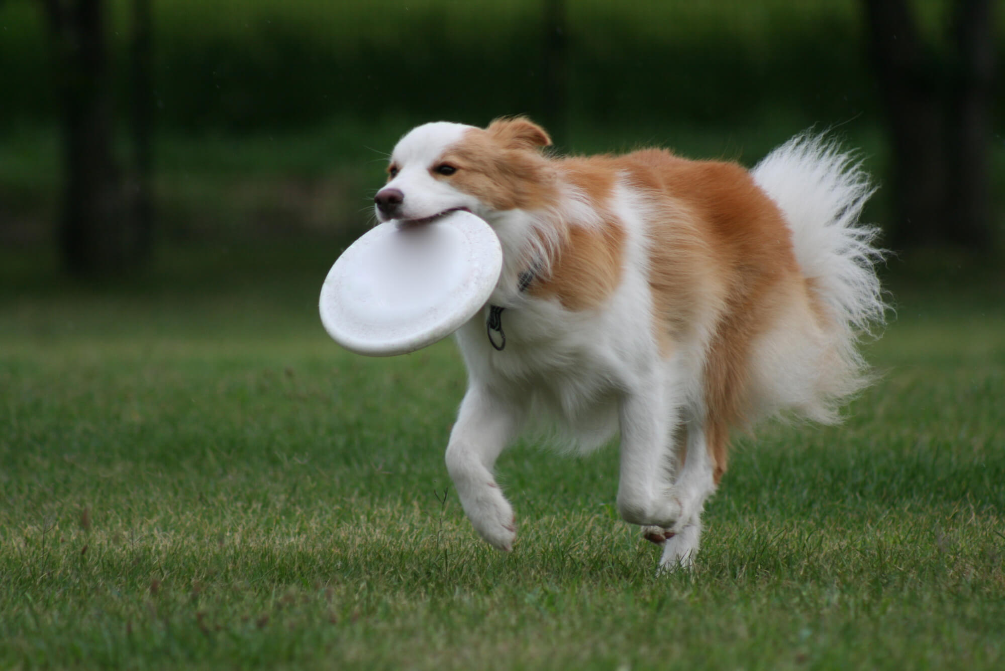 ボーダーコリー特有の性格の特徴